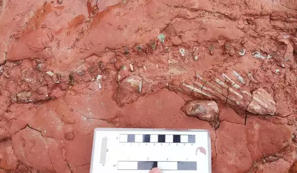 Фосил на гущер на 300 милиона години е открит на плажа в Канада