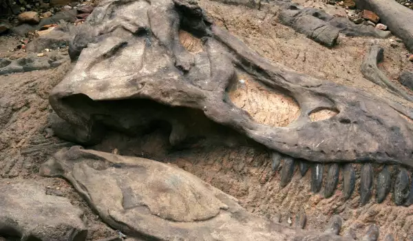 Музей пази 113 години останки от динозавър без да знае