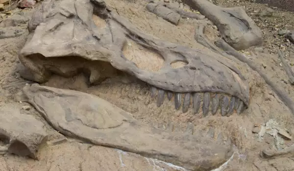 фосил на динозавър