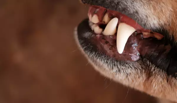 Какво значи да сънуваш кучешки зъби