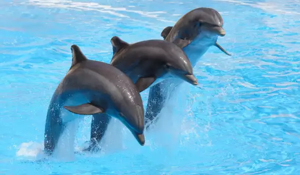 Делфините изобретиха междувидов език
