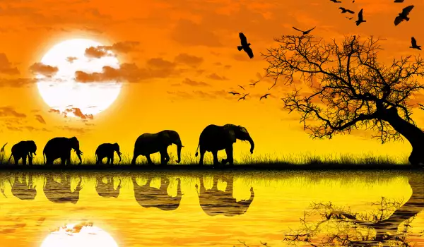 Талисман слон - символика и магически свойства