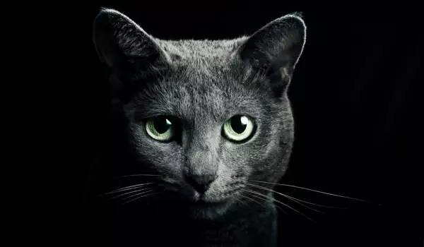 котка насън