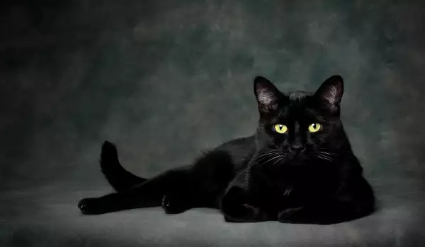 Какво означава черна котка да дойде в къщата ви?