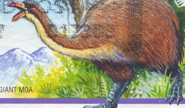 Отпечатъци на 12 млн. години от гигантската птица Моа