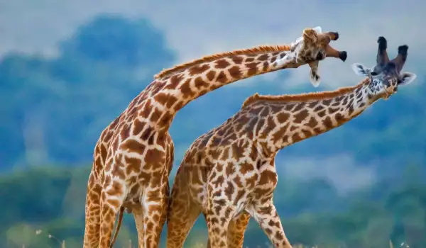 Сън с жираф - какви тайни ви разкрива