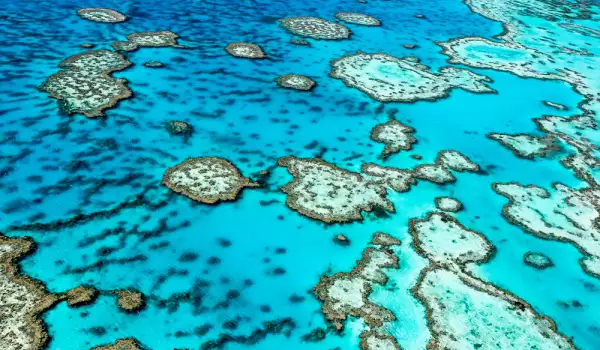 Големият бариерен риф: Блестящото съкровище, което трябва да опазим