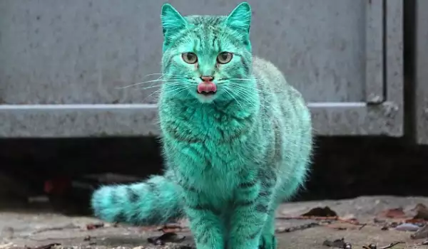 Зелена котка