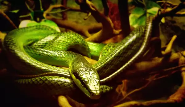 Най-отровните змии в света