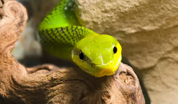 Глава на змия