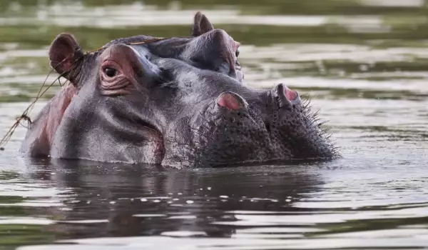 хипопотам в съня