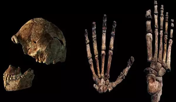 Вкаменелости от Хомо наледи променят разбирането за човешката еволюция