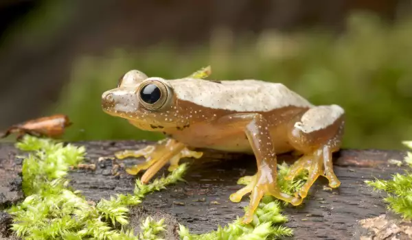 Талисман с формата на жаба