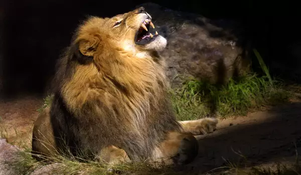 Лъвовете нападат хора по пълнолуние