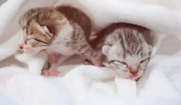 Aко сънуваш котенца