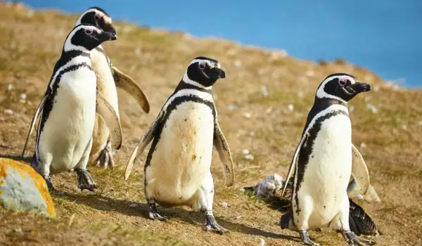 пингвини и тяхното значение в съня