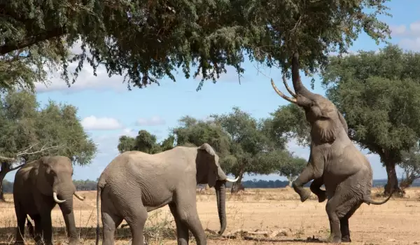 Бременна слоница прави слонска йога