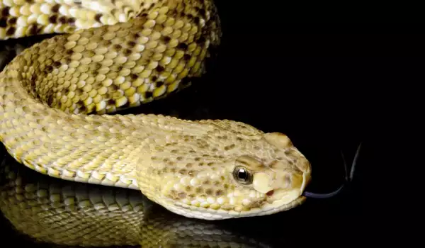 Гърмяща змия