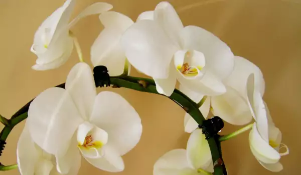 Магическите сили на орхидеите
