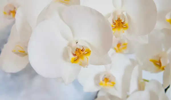 митът за орхидея