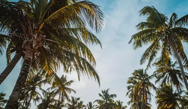 Какво означава да сънуваш палми?
