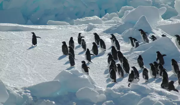 Откриха гигантски праисторически пингвин