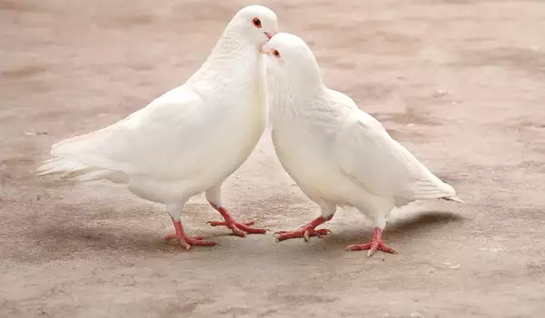 Ако видиш двойка бели гълъби