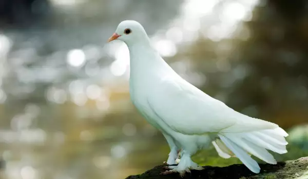 Бял Гълъб