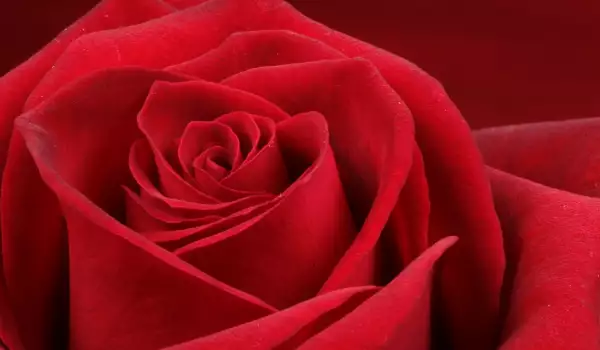 Червена роза