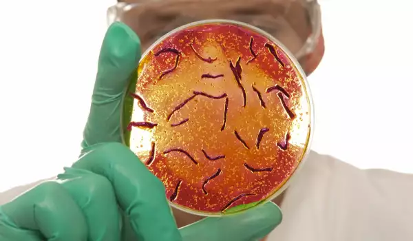Смъртоносна гъбичка, устойчива на антибиотици, живее и сред природата