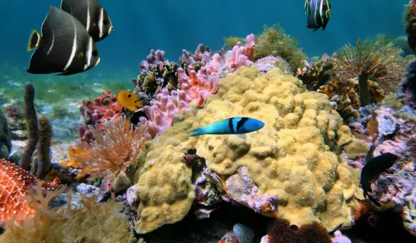 Как могат да бъдат спасени коралите
