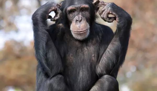 шимпанзето в сънищата