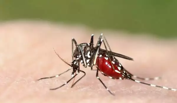 Комари
