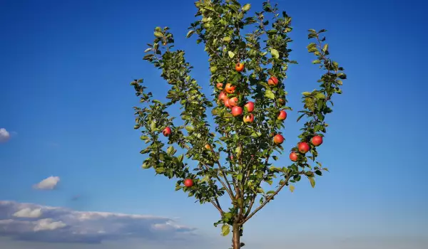 Ябълково дърво