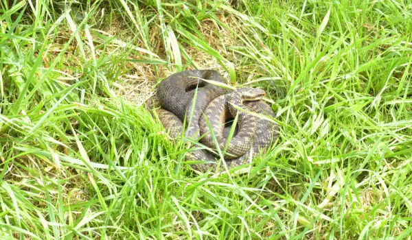 Поверия за усойниците - какво трябва да знаем за опасната змия?
