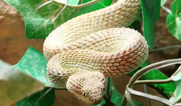 Интересни факти за змиите