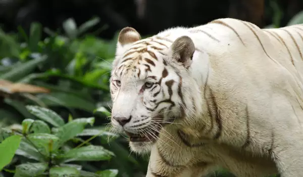 бял тигър