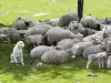 Стадо овце