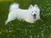 Бяло кученце