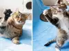 Посмейте се с маймунджилъците на котетата Бобо и Никита (СНИМКИ)
