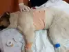Кървав ужас в София! Неизвестен изверг наръга куче с нож