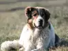 Име за каракачанска овчарка