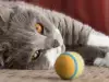 Чудо! Котак оцеля, след като го праха 40 минути