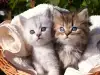 Малки котенца
