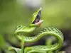 Зелена змия