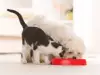 Защо не бива да храним котката с кучешка храна?
