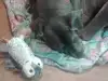 Агресивен немски дог осинови плюшена сова