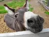 Арестуваха Марко в Шумен