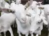 Как се развъждат кози?