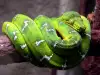 Голяма змия